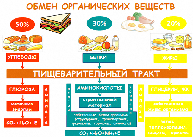 obmen_veschestv